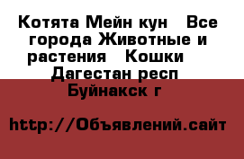 Котята Мейн кун - Все города Животные и растения » Кошки   . Дагестан респ.,Буйнакск г.